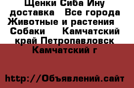 Щенки Сиба Ину доставка - Все города Животные и растения » Собаки   . Камчатский край,Петропавловск-Камчатский г.